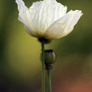 My Favorite Poppy by Carol Sunderwirth