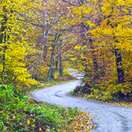 Winding Road in Fall by Carol Sunderwirth
