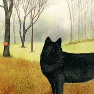 Blackwolf by Johanna Husband